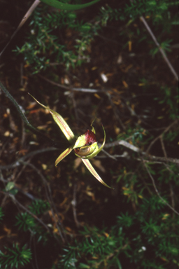 APII jpeg image of Caladenia clavigera  © contact APII