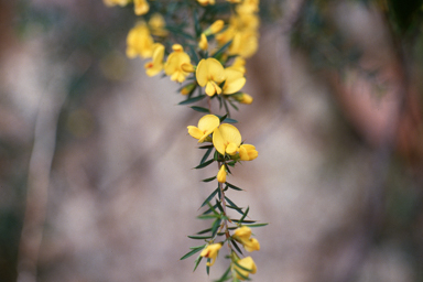 APII jpeg image of Pultenaea juniperina  © contact APII