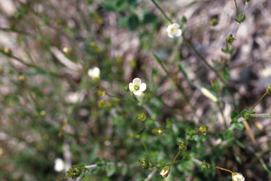 APII jpeg image of Mitrasacme pilosa var. stuartii  © contact APII