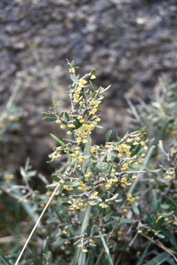 APII jpeg image of Melicytus dentatus  © contact APII