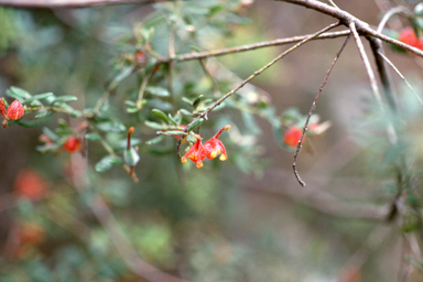 APII jpeg image of Grevillea alpina  © contact APII