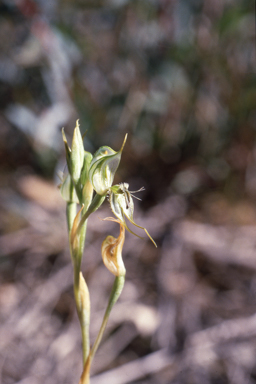 APII jpeg image of Pterostylis setifera  © contact APII