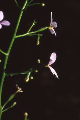 APII jpeg image of Stylidium laricifolium  © contact APII