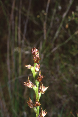 APII jpeg image of Prasophyllum appendiculatum  © contact APII