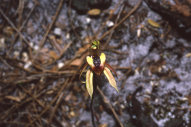 APII jpeg image of Caladenia tessellata  © contact APII