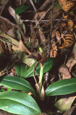 APII jpeg image of Chiloglottis valida  © contact APII