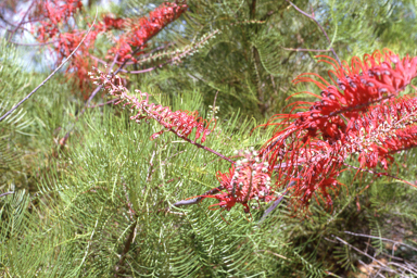 APII jpeg image of Grevillea dryandri subsp. dasycarpa  © contact APII