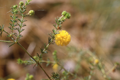 APII jpeg image of Acacia chippendalei  © contact APII