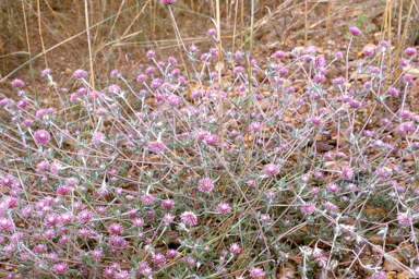 APII jpeg image of Gomphrena floribunda  © contact APII