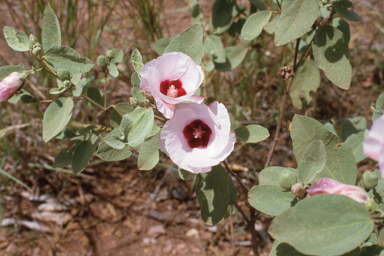 APII jpeg image of Gossypium australe  © contact APII