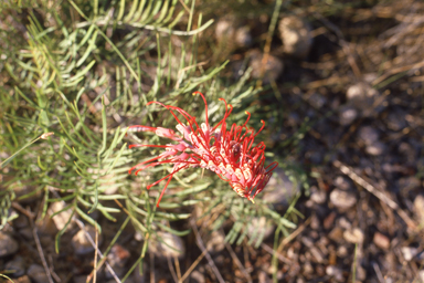 APII jpeg image of Grevillea dryandri subsp. dryandri  © contact APII