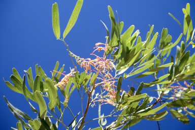 APII jpeg image of Grevillea decurrens  © contact APII