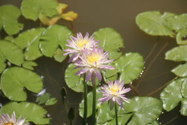 APII jpeg image of Nymphaea violacea  © contact APII