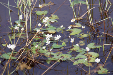 APII jpeg image of Nymphoides quadriloba  © contact APII