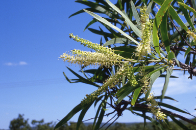 APII jpeg image of Grevillea mimosoides  © contact APII