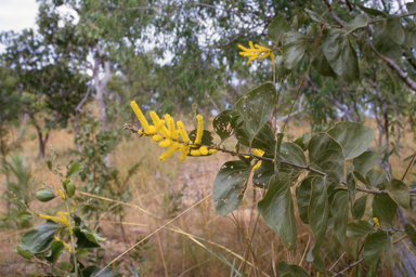 APII jpeg image of Acacia dimidiata  © contact APII