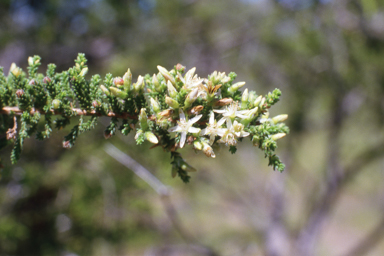 APII jpeg image of Calytrix achaeta  © contact APII