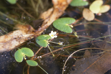 APII jpeg image of Nymphoides quadriloba  © contact APII