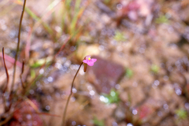 APII jpeg image of Utricularia arnhemica  © contact APII