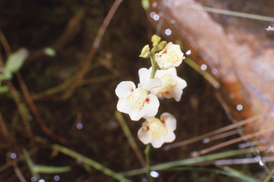 APII jpeg image of Utricularia fulva  © contact APII