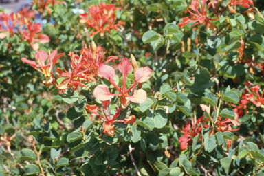 APII jpeg image of Bauhinia galpinii,<br/>Stylidium pubigerum  © contact APII