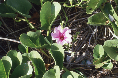 APII jpeg image of Petrophile striata,<br/>Ipomoea pes-caprae subsp. brasiliensis  © contact APII