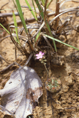 APII jpeg image of Drosera brevicornis,<br/>Anigozanthos humilis  © contact APII