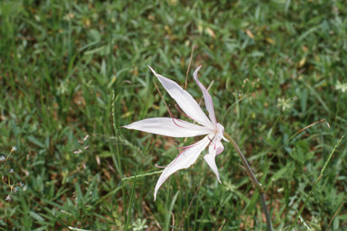 APII jpeg image of Crinum uniflorum,<br/>Pileanthus peduncularis  © contact APII