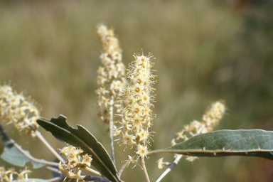 APII jpeg image of Verticordia chrysantha,<br/>Terminalia pterocarya  © contact APII