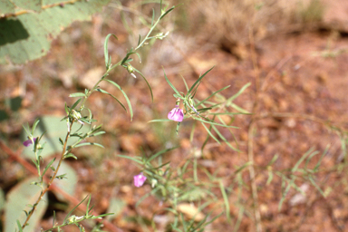 APII jpeg image of Afrohybanthus enneaspermus,<br/>Hakea trifurcata  © contact APII