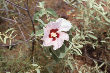 APII jpeg image of Gossypium australe,<br/>Jacksonia cupulifera  © contact APII