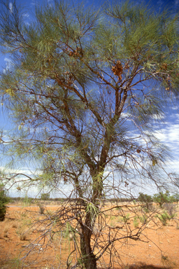 APII jpeg image of Hakea lorea subsp. lorea,<br/>Melaleuca psammophila  © contact APII