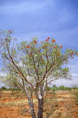 APII jpeg image of Erythrina vespertilio,<br/>Geleznowia verrucosa  © contact APII