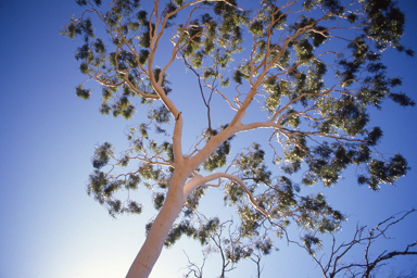 APII jpeg image of Corymbia aparrerinja subsp. aparrerinja,<br/>Rhodanthe stricta  © contact APII