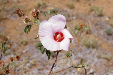 APII jpeg image of Gossypium sturtianum,<br/>Grevillea leucopteris  © contact APII