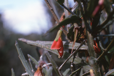 APII jpeg image of Bossiaea walkeri,<br/>Macrozamia riedlei  © contact APII