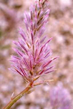 APII jpeg image of Ptilotus nobilis subsp. nobilis,<br/>Hybanthus calycinus  © contact APII