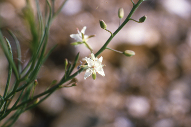 APII jpeg image of Lepidium platypetalum,<br/>Stylidium bulbiferum  © contact APII