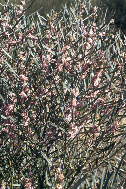 APII jpeg image of Hakea erecta,<br/>Diuris longifolia  © contact APII