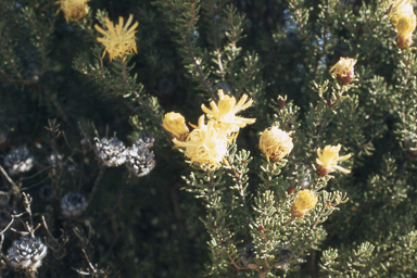 APII jpeg image of Petrophile ericifolia  © contact APII