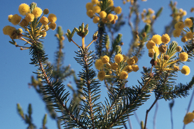 APII jpeg image of Acacia rossei,<br/>Dampiera linearis  © contact APII