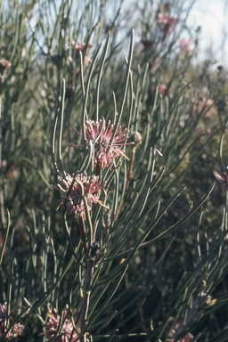 APII jpeg image of Isopogon scabriusculus subsp. stenophyllus,<br/>Crowea angustifolia var. platyphylla  © contact APII