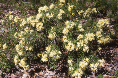 APII jpeg image of Petrophile striata,<br/>Ipomoea pes-caprae subsp. brasiliensis  © contact APII