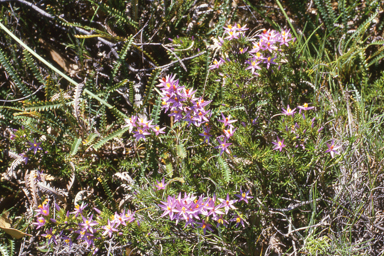 APII jpeg image of Calectasia narragara,<br/>Livistona humilis  © contact APII