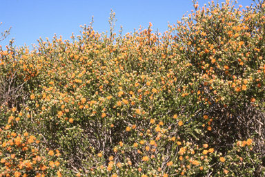 APII jpeg image of Corymbia ptychocarpa,<br/>Eremaea beaufortioides  © contact APII