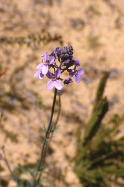 APII jpeg image of Stylidium brunonianum,<br/>Petalostylis cassioides  © contact APII