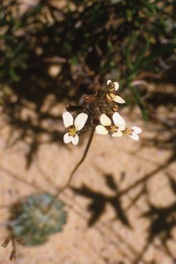 APII jpeg image of Distimake davenportii,<br/>Stylidium bicolor  © contact APII