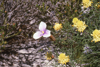 APII jpeg image of Bonamia pannosa,<br/>Patersonia occidentalis  © contact APII