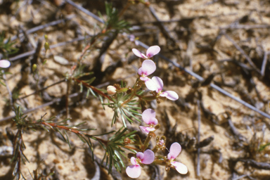 APII jpeg image of Petalostylis cassioides,<br/>Stylidium burbidgeanum  © contact APII