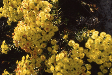 APII jpeg image of Gossypium sturtianum,<br/>Verticordia grandiflora  © contact APII